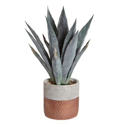 Carolyn Donnelly Eclectic Aloe Vera Potted Plant thumbnail