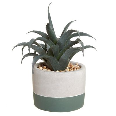 Carolyn Donnelly Eclectic Mini Aloe In Pot thumbnail