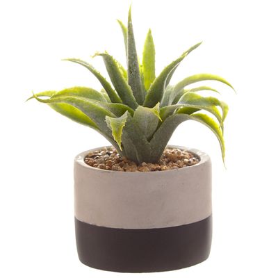 Carolyn Donnelly Eclectic Mini Aloe In Pot thumbnail