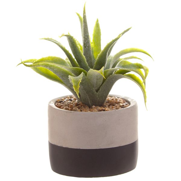 Carolyn Donnelly Eclectic Mini Aloe In Pot