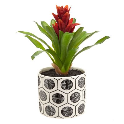 Carolyn Donnelly Eclectic Bromeliad Plant thumbnail