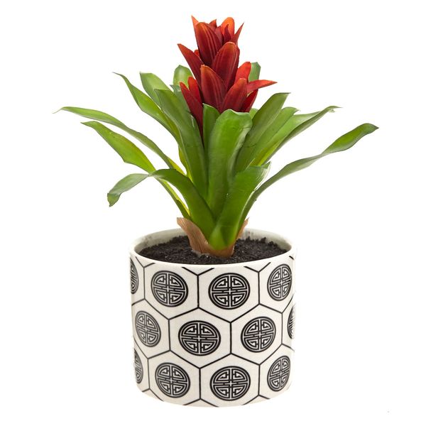 Carolyn Donnelly Eclectic Bromeliad Plant
