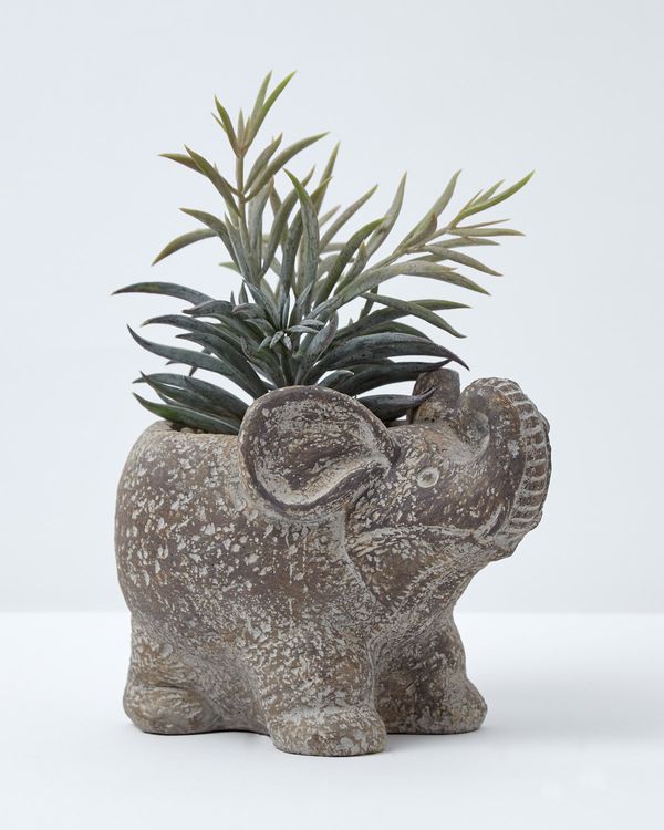 Carolyn Donnelly Eclectic Succulant In Elephant