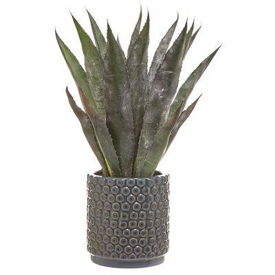Carolyn Donnelly Eclectic Large Aloe In Pot thumbnail
