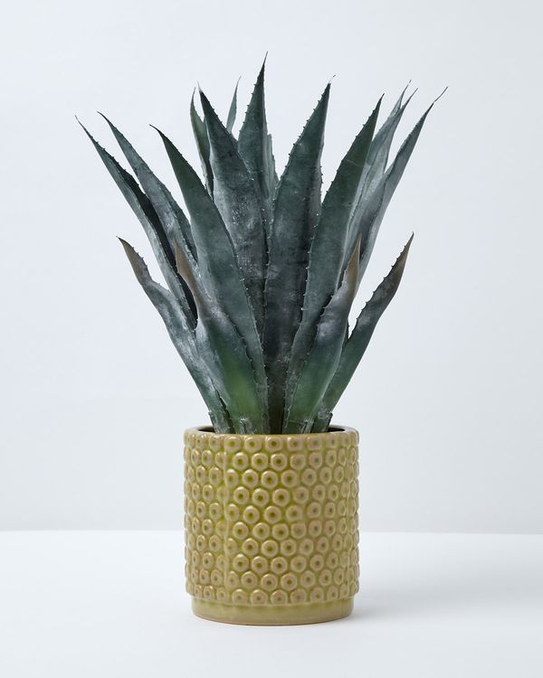 Carolyn Donnelly Eclectic Large Aloe In Pot