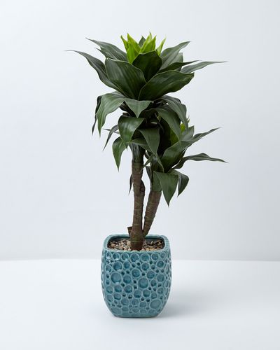 Carolyn Donnelly Eclectic Dracaena Plant In Pot thumbnail