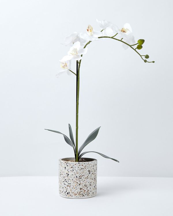 Carolyn Donnelly Eclectic Orchid In Terazzo Pot