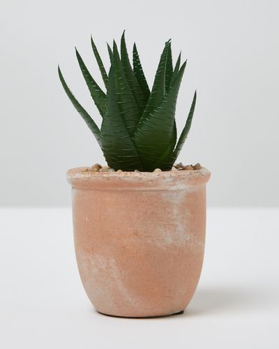 Carolyn Donnelly Eclectic Aloe In Pot
