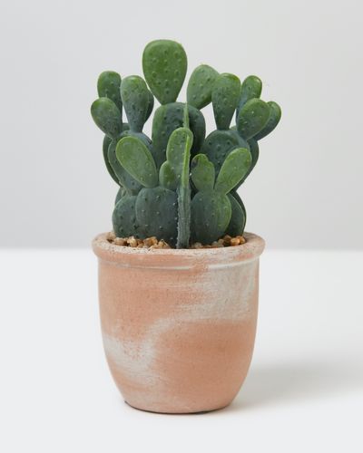 Carolyn Donnelly Eclectic Cactus In Pot