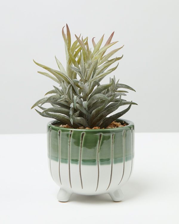 Carolyn Donnelly Eclectic Plant In Footed Pot