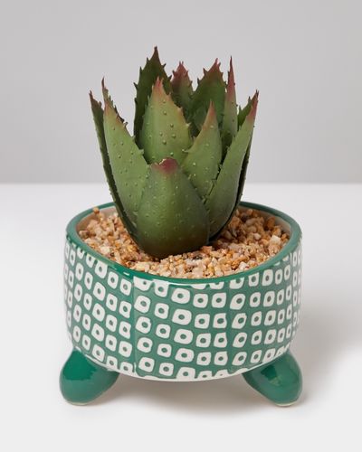 Carolyn Donnelly Eclectic Aloe In Geo Pot thumbnail