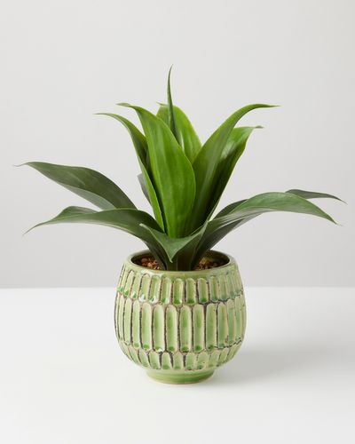 Carolyn Donnelly Eclectic Plant In Green Pot thumbnail