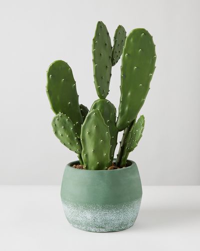 Carolyn Donnelly Eclectic Cactus In Mint Pot thumbnail