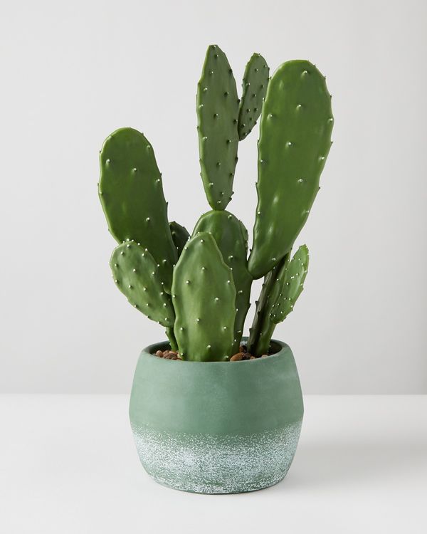 Carolyn Donnelly Eclectic Cactus In Mint Pot