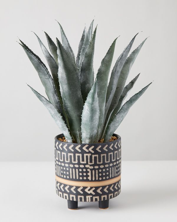 Carolyn Donnelly Eclectic Plant In Geo Pot