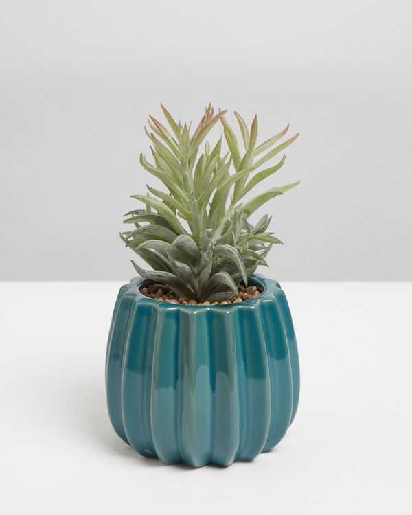 Carolyn Donnelly Eclectic Plant In Pot