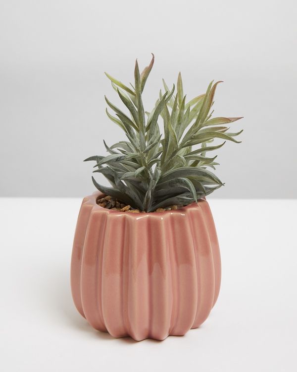 Carolyn Donnelly Eclectic Plant In Pot