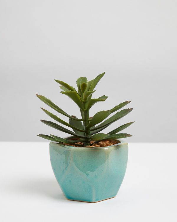 Carolyn Donnelly Eclectic Geo Pot Plant