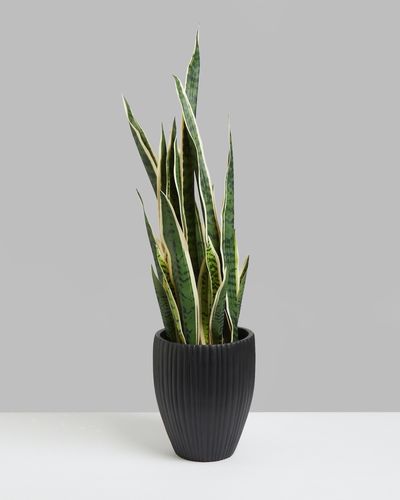 Carolyn Donnelly Eclectic Snake Plant thumbnail