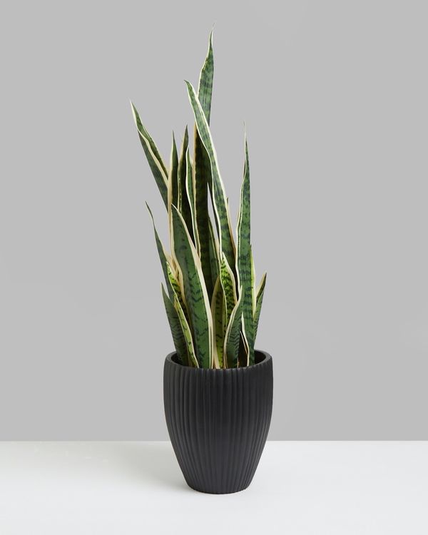 Carolyn Donnelly Eclectic Snake Plant