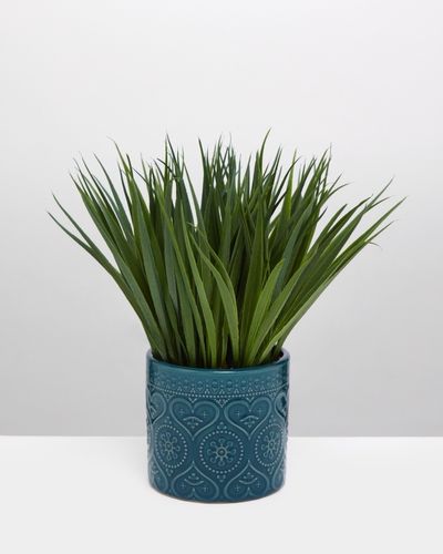 Carolyn Donnelly Eclectic Grass Plant In Pot