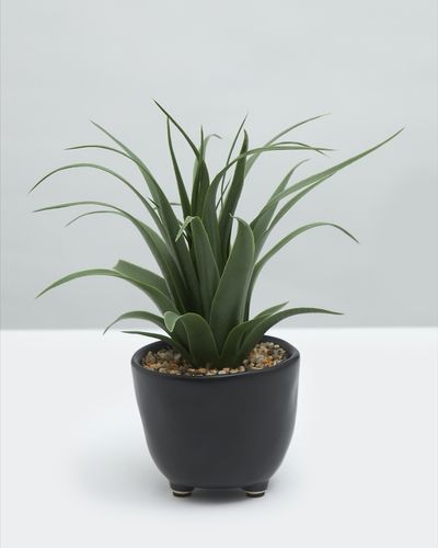 Carolyn Donnelly Eclectic Aloe In Footed Pot