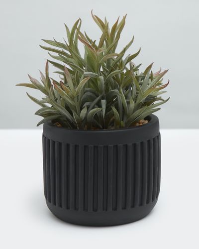 Carolyn Donnelly Eclectic Ribbed Pot Plant