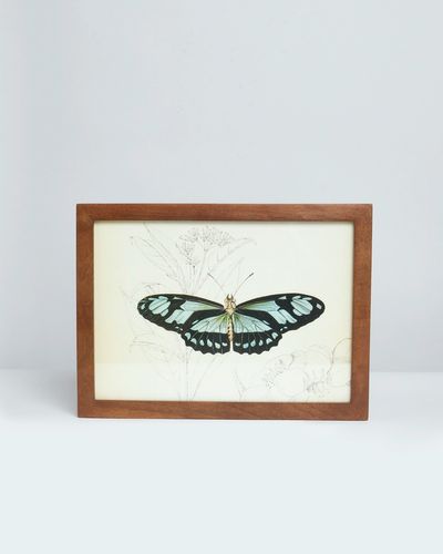 Carolyn Donnelly Eclectic Butterfly Wall Art thumbnail