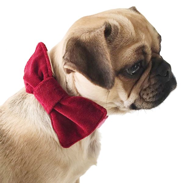 Carolyn Donnelly Eclectic Pet Bow Tie
