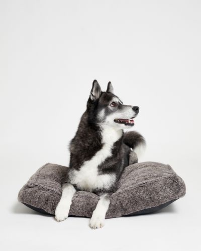 Super Plush Dog Bed Mattress thumbnail