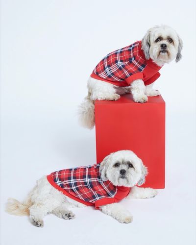 Check Family Dog Pyjamas thumbnail