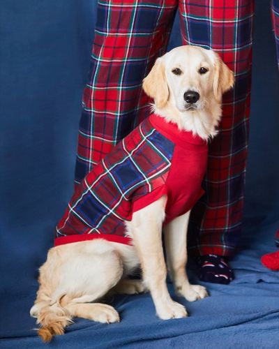 Christmas Check Dog Pyjamas