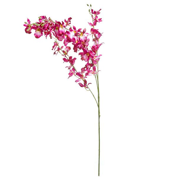 Dancing Orchid Stem