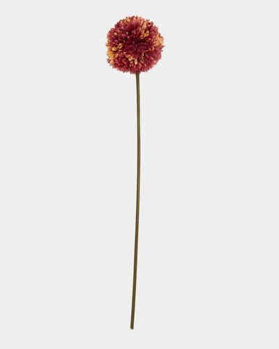 Chrysanthemum Stem thumbnail