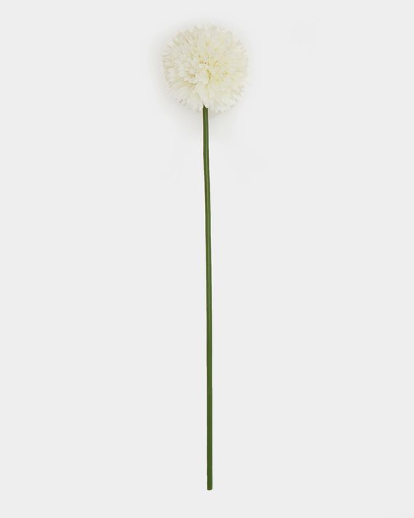 Chrysanthemum Stem
