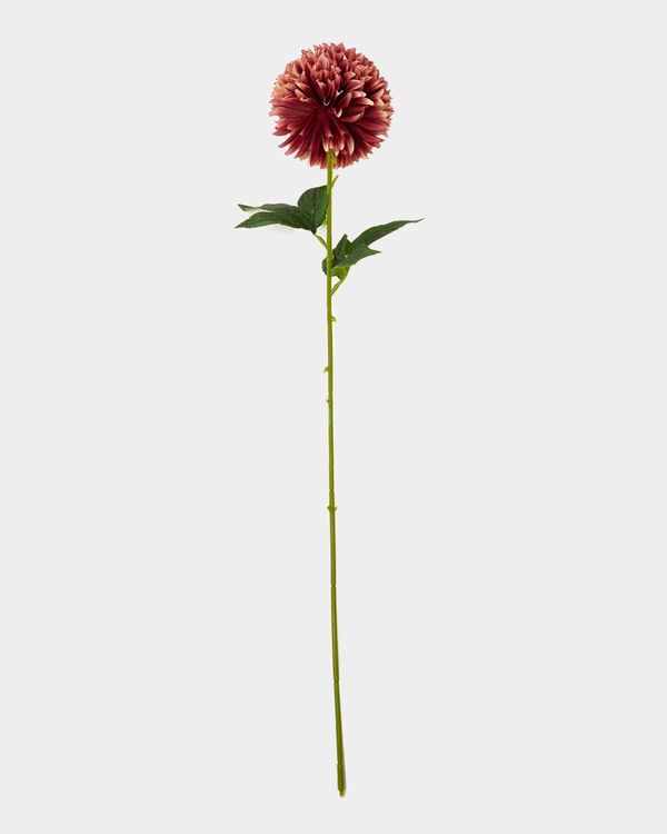 Chrysanthemum Stem