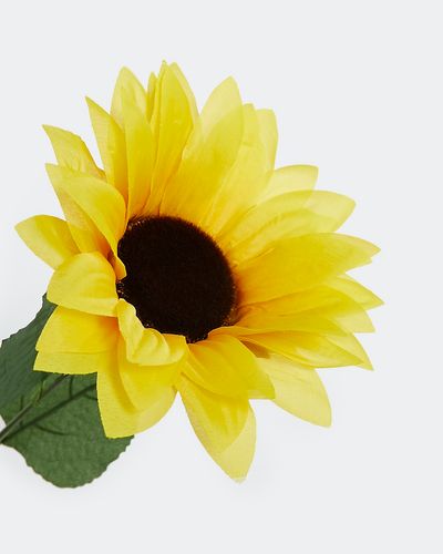 Sunflower thumbnail
