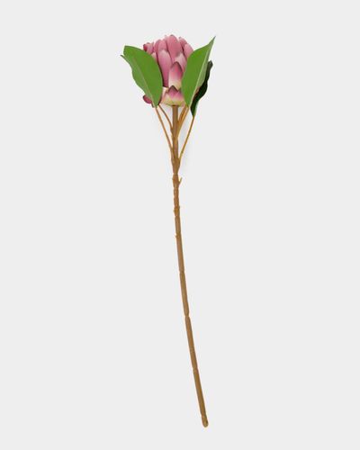 Protea Flower Stem