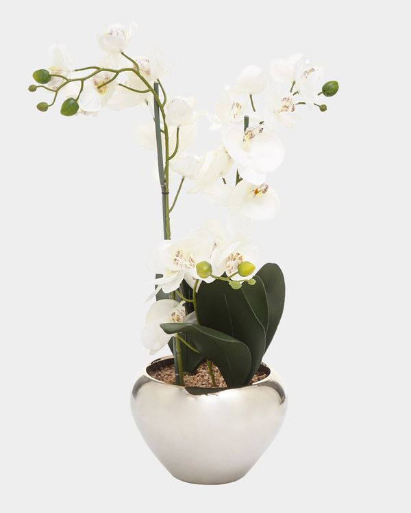 Orchid In Silver Pot