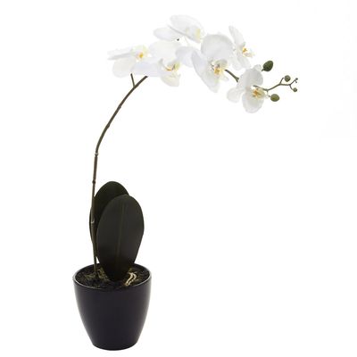 Orchid Pot thumbnail