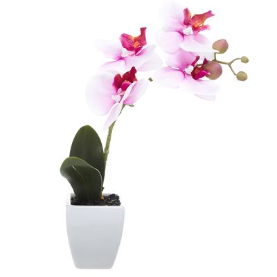 Orchid thumbnail