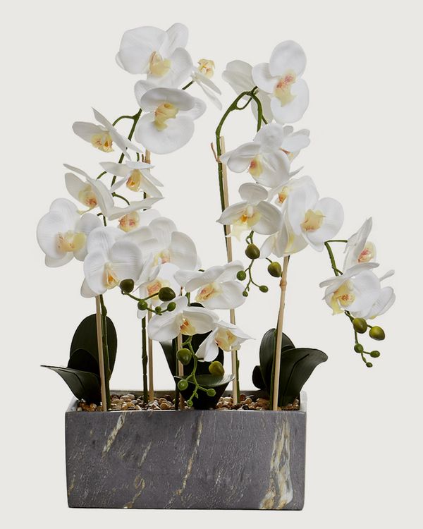 Marble Square Orchid