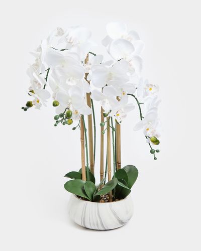 Large Orchid In Marble Pot thumbnail