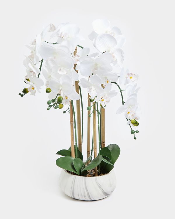 Large Orchid In Marble Pot
