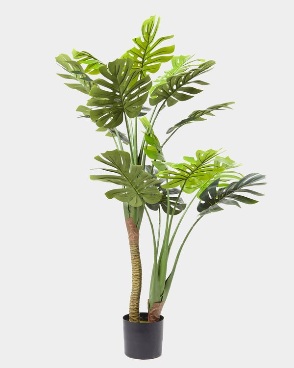 Extra Large Cheese Plant