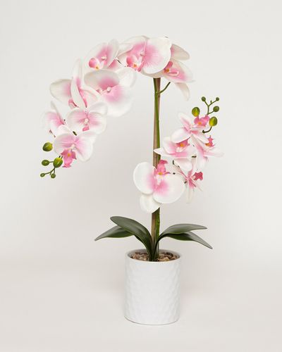 Potted Orchid thumbnail