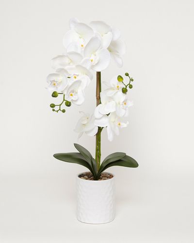 Potted Orchid thumbnail