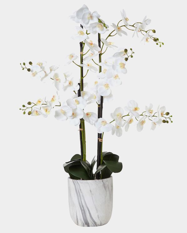 Extra Large Marble Orchid