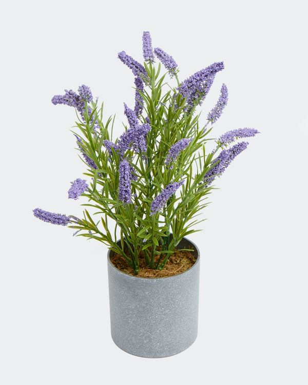 Lavender Pot