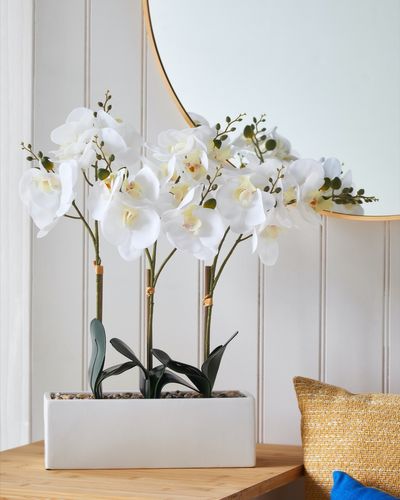 Orchid Window Box